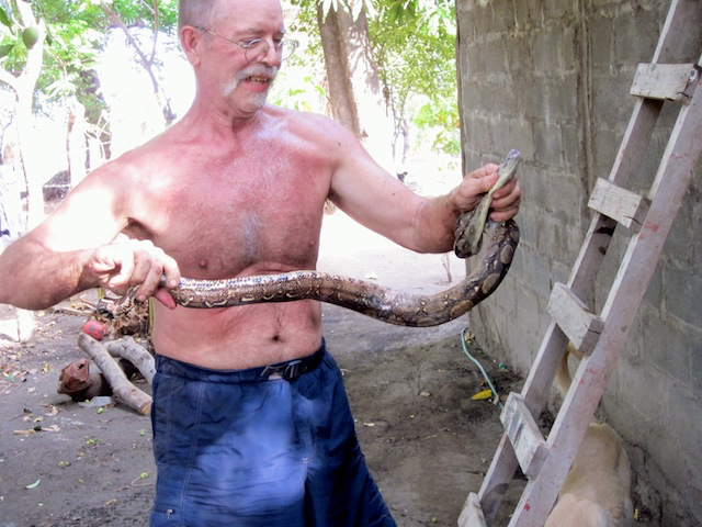 The captured boa constrictor