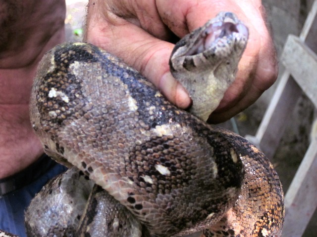 Young Dustin meeting the boa