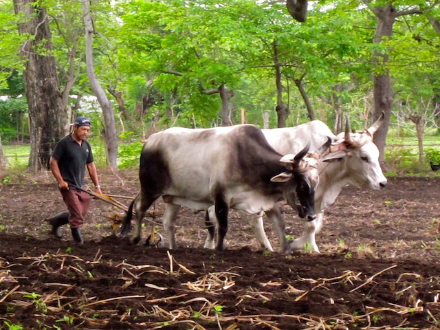 A plowman and his oxen