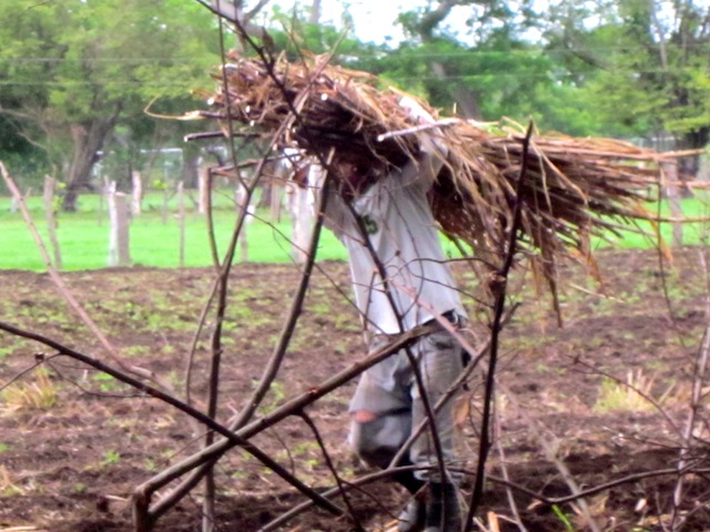 Workers placing sugar cane reeds in the furrows