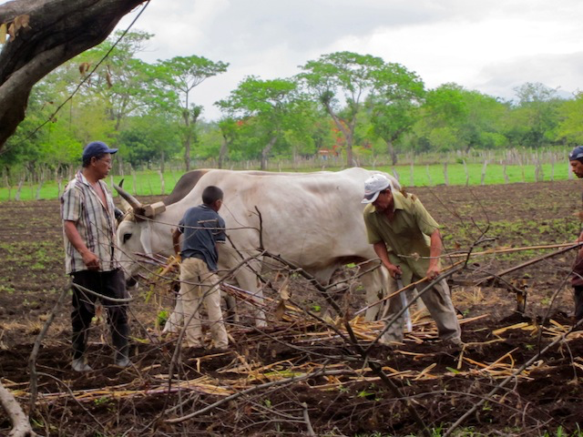 A worker hauling sugar cane on his back