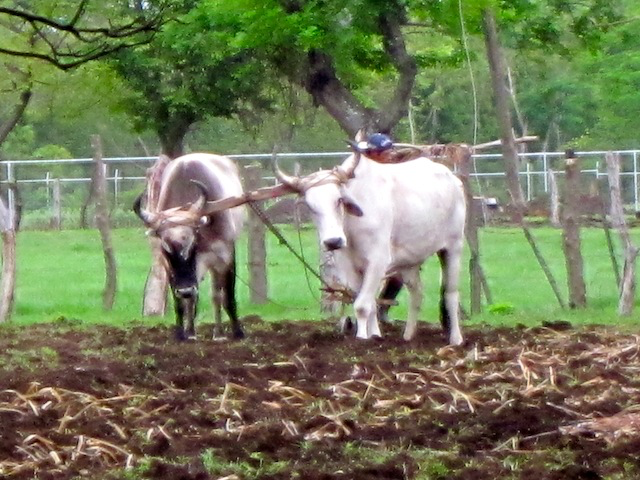 The oxen resting in the field