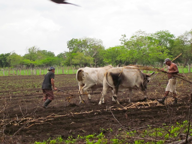 Dogs running through the freshly plowed field