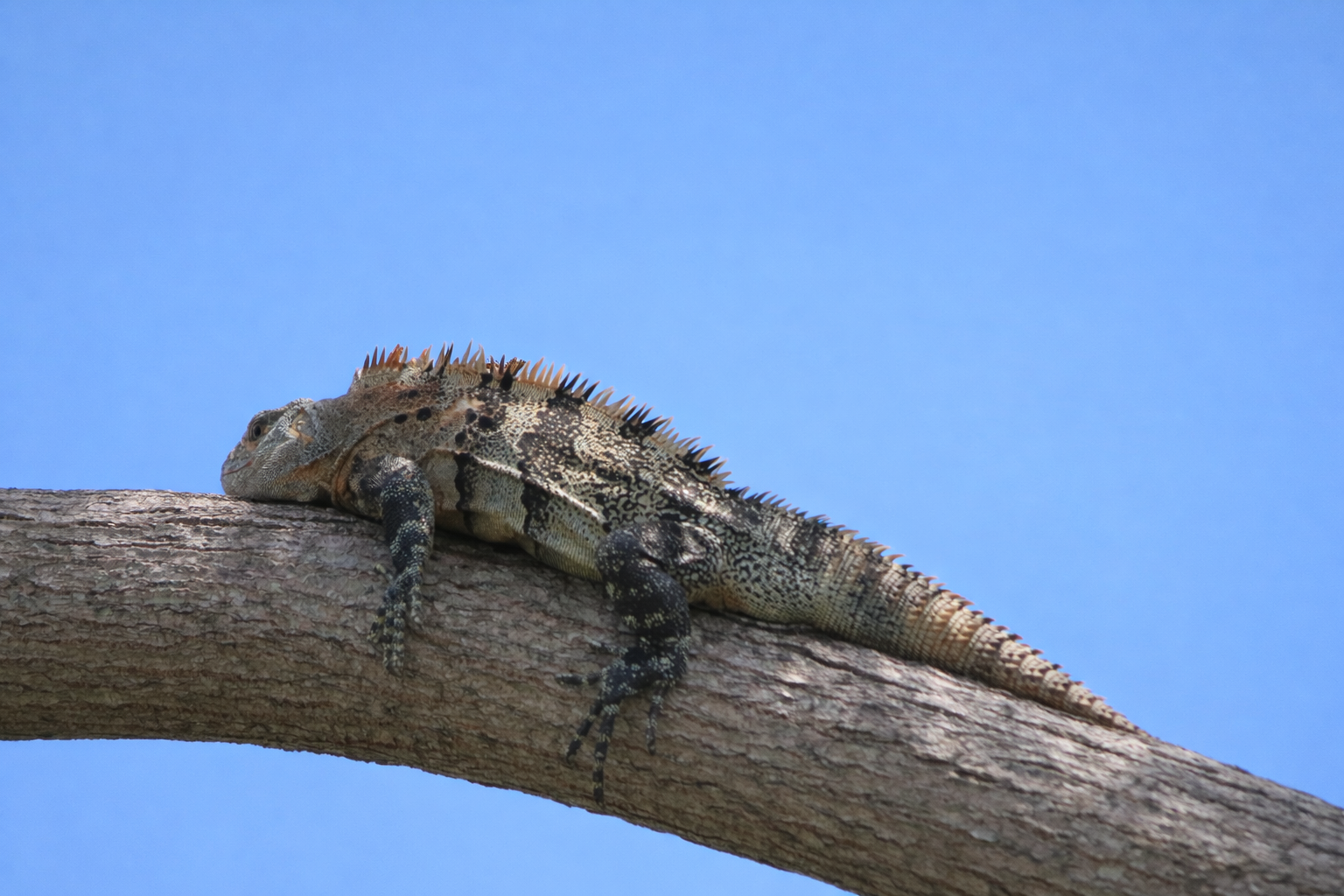 An iguana sunning on a branch
