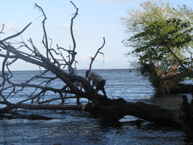Climbing fallen trees at the lakeshore