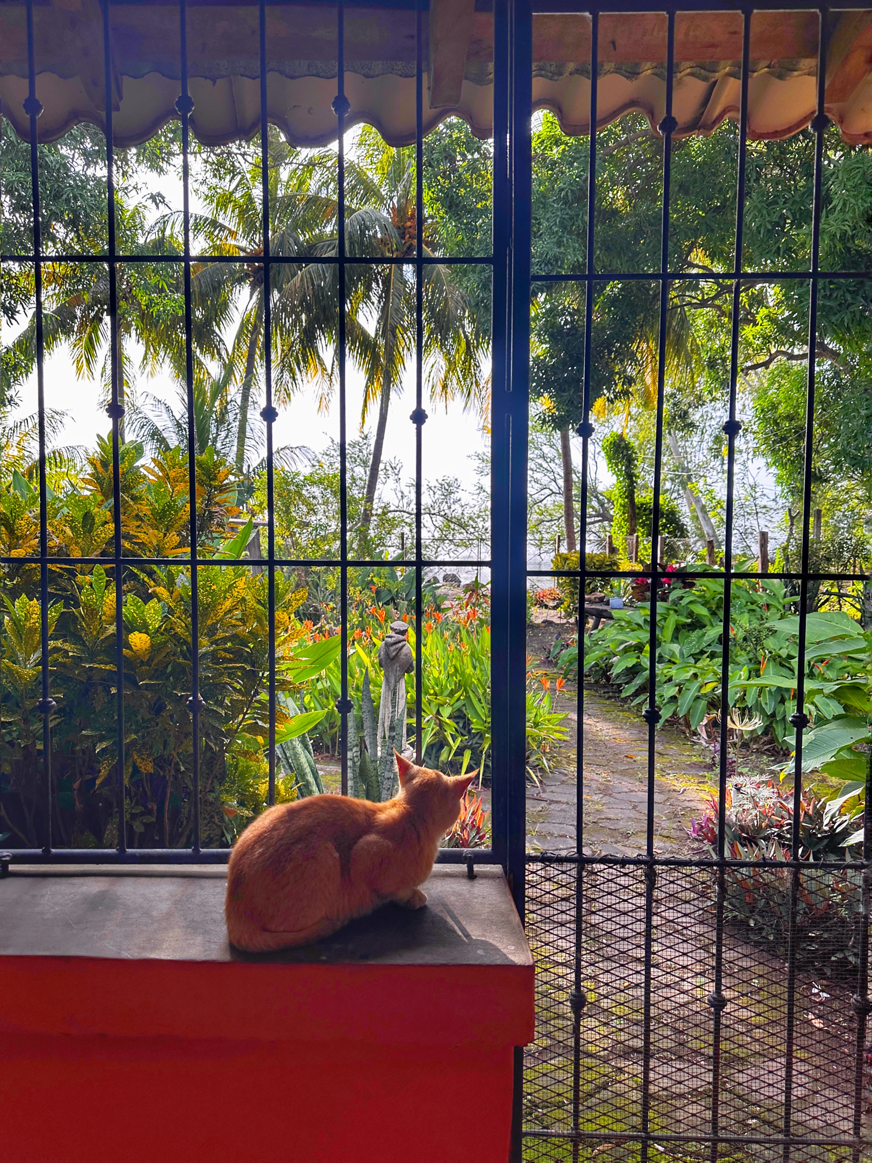 Cat looking through window at tropical garden