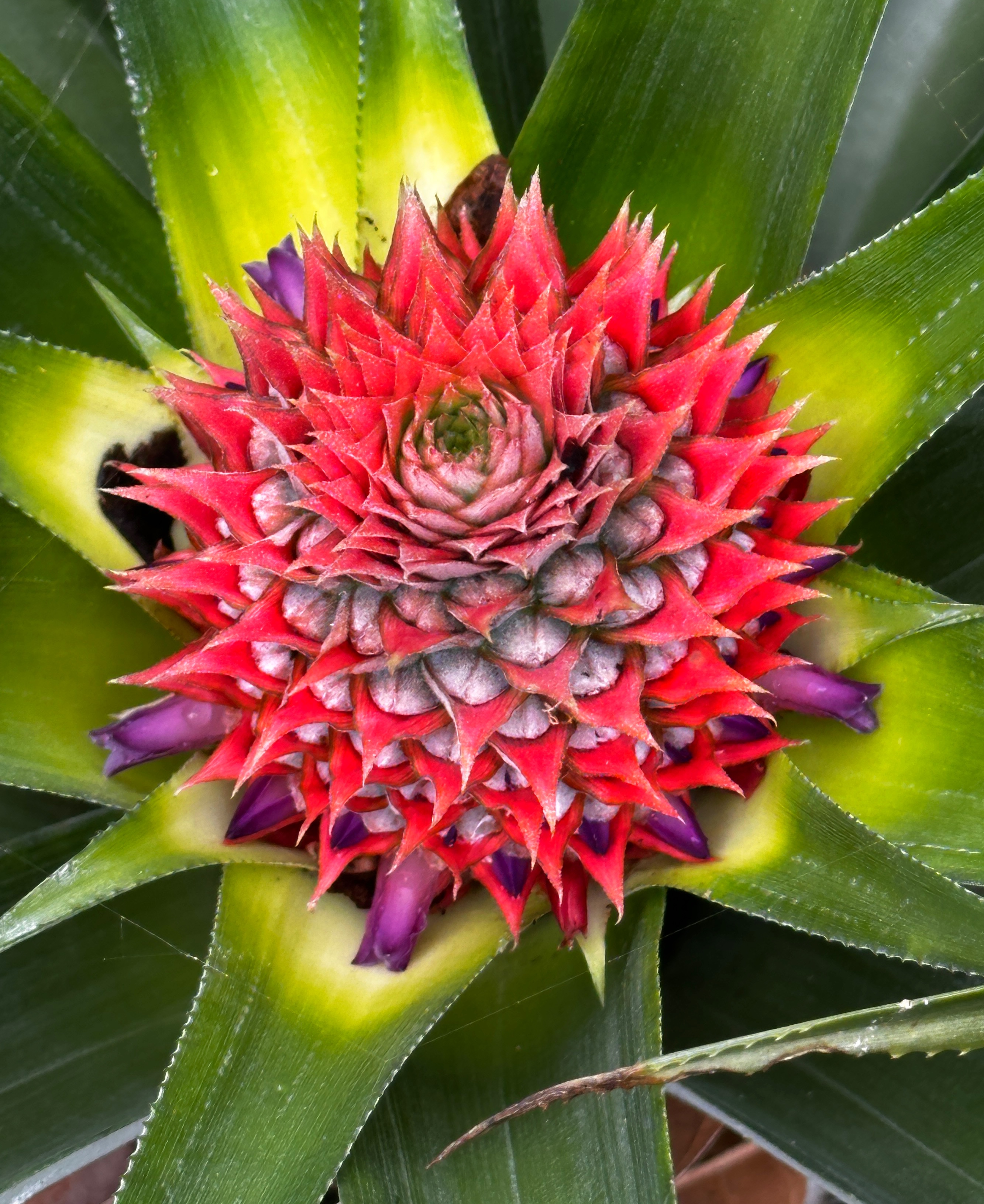 Pineapple flower in bloom