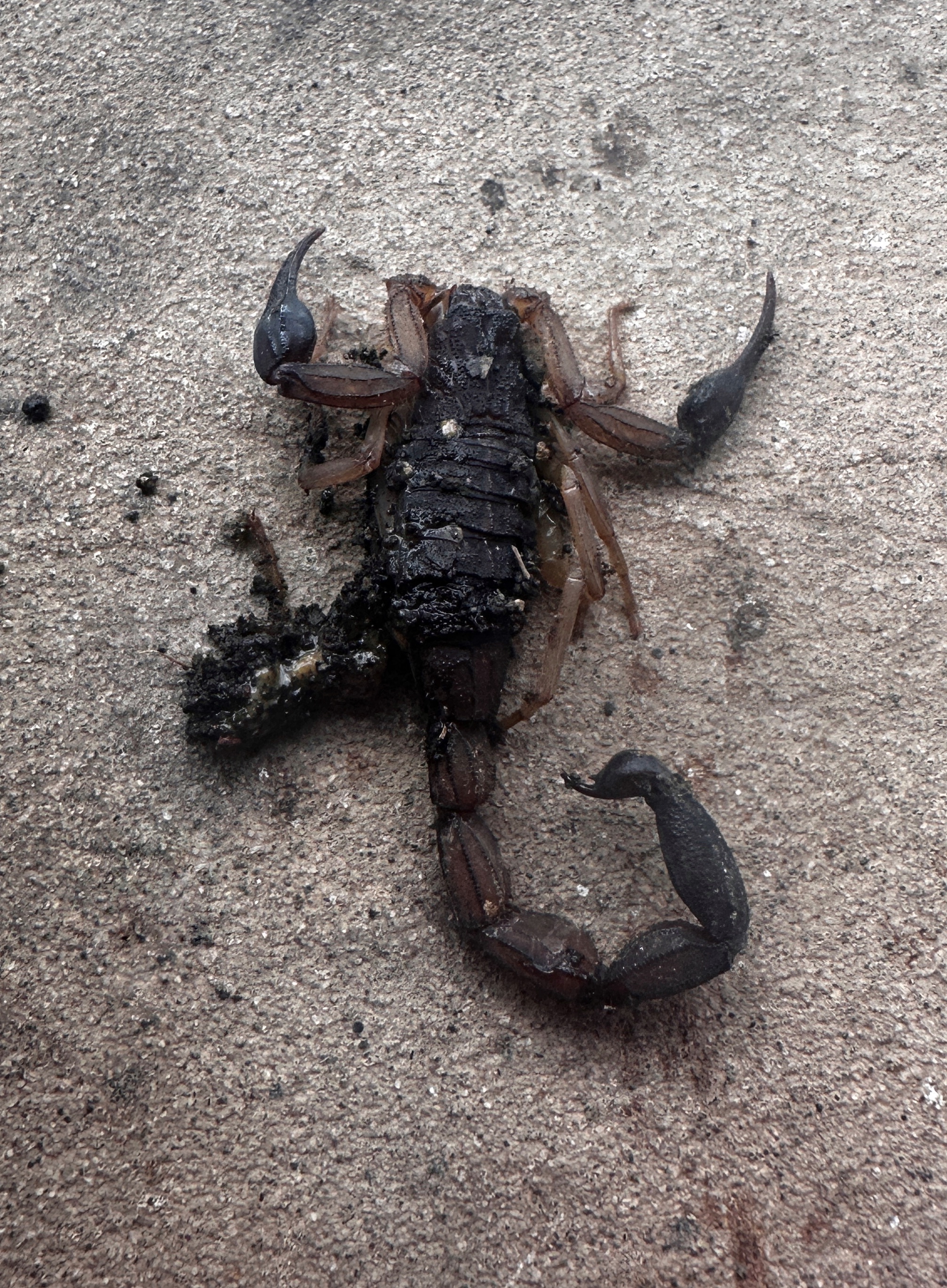 Scorpion on the ground