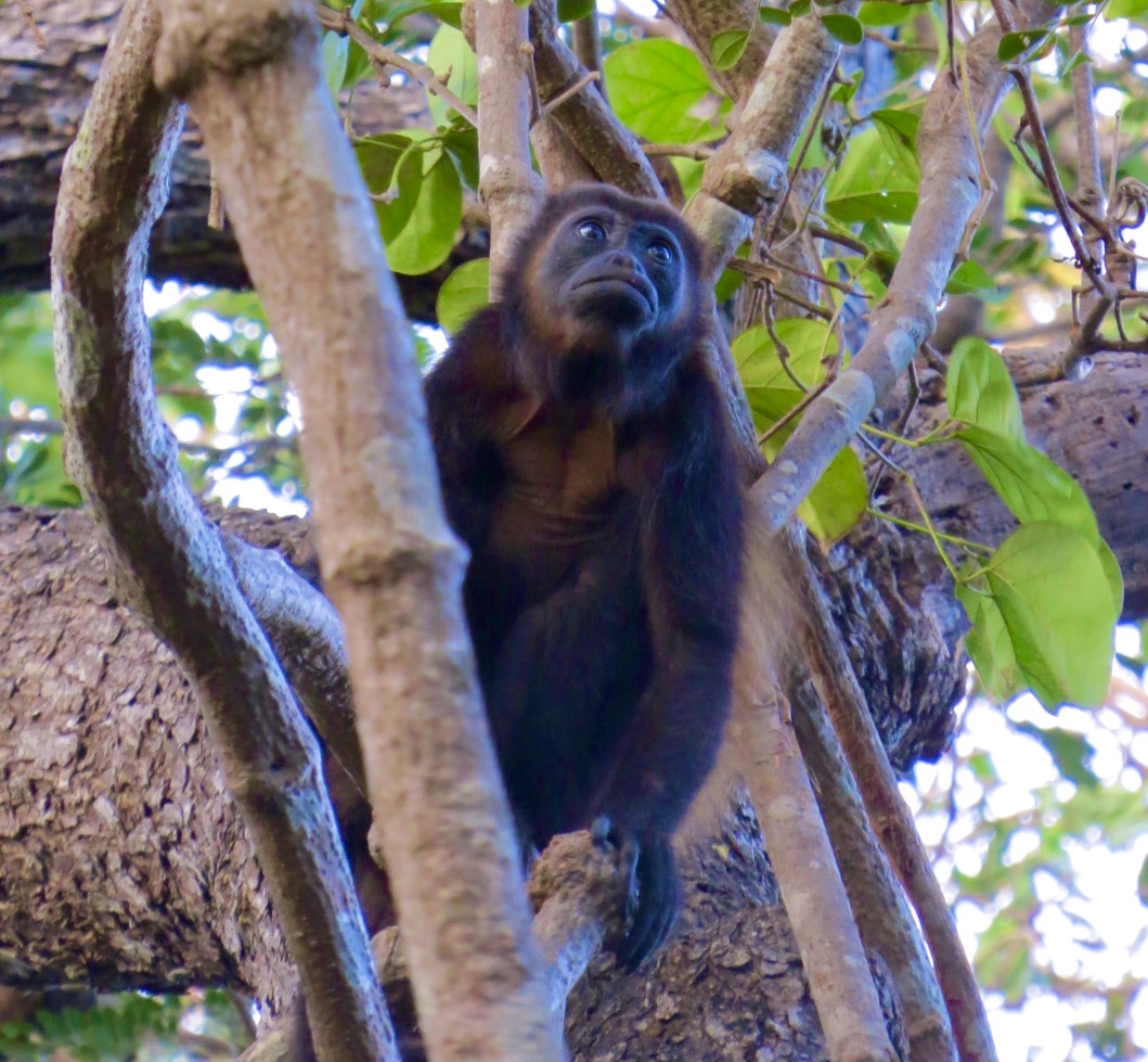 Howler monkey in the trees
