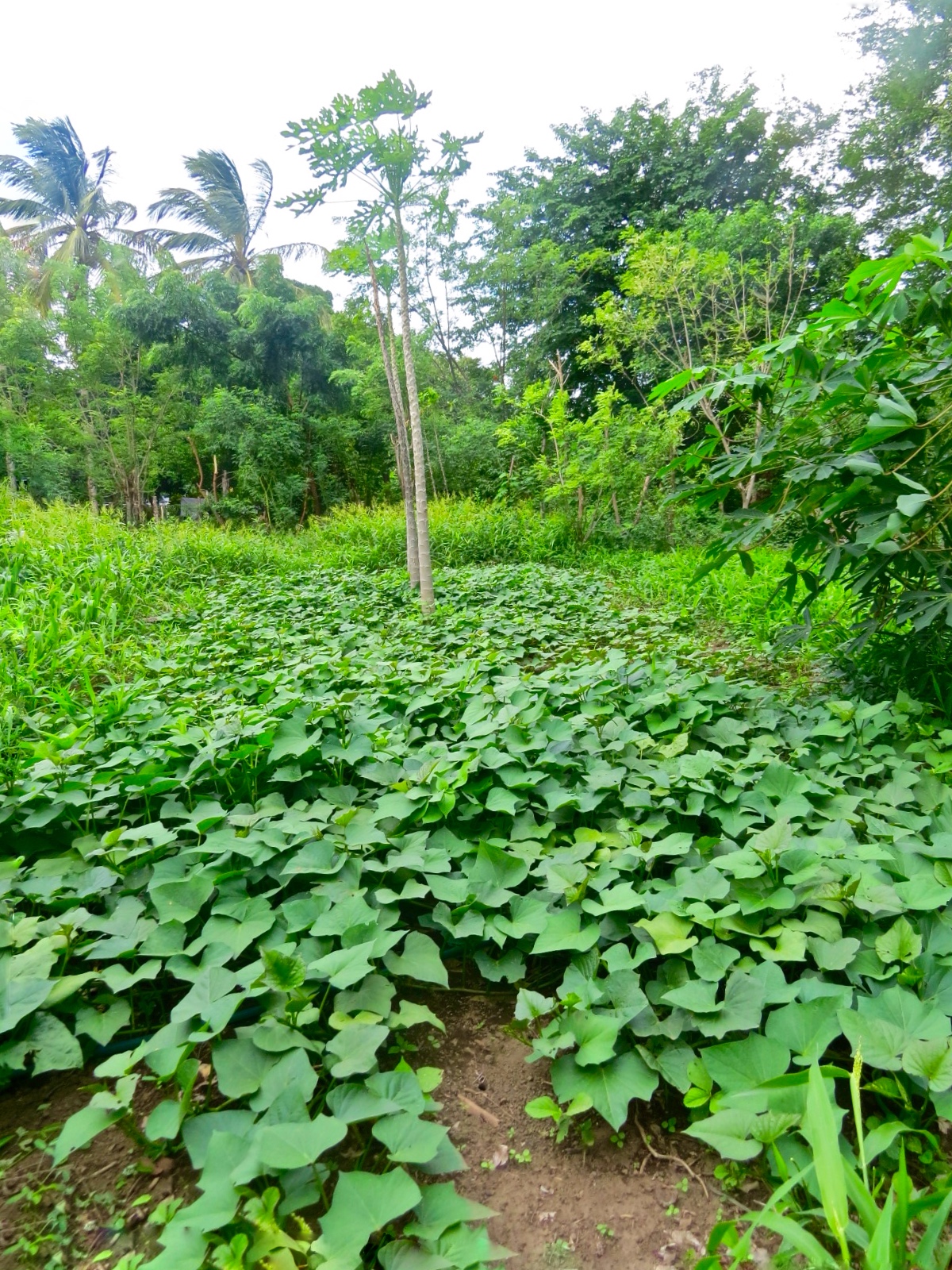 Lush green garden plot in rainy season