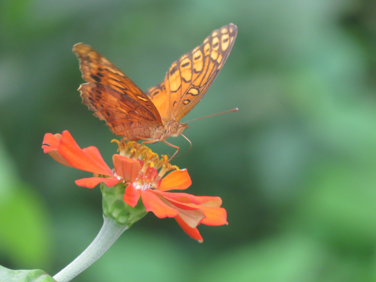 Butterfly on a flower